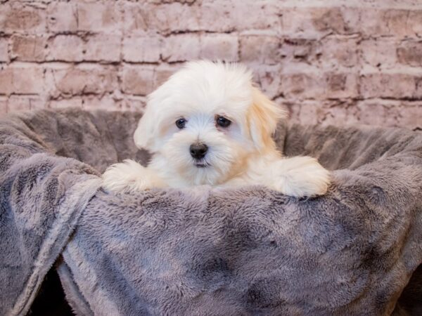 Maltese- Available 3/16-DOG-Male-White-1020-PetCenter Old Bridge, New Jersey