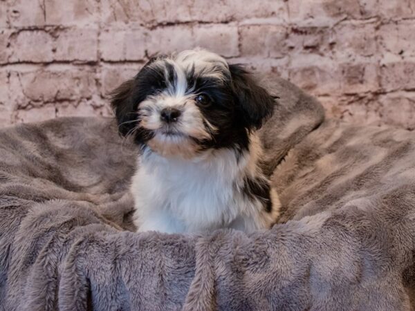 Havanese- Available 3/16-DOG-Female-Black / White-1021-PetCenter Old Bridge, New Jersey