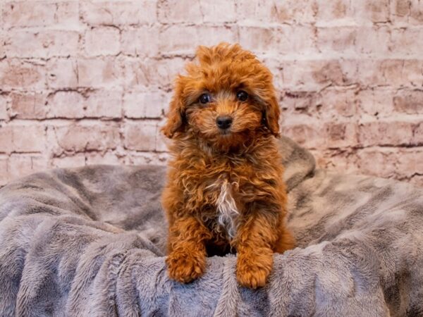Poodle- Available 3/16-DOG-Female-Red-1028-PetCenter Old Bridge, New Jersey