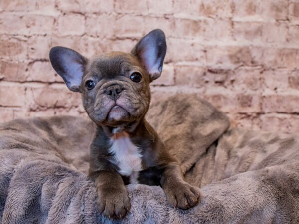 French Bulldog- Available 3/16-DOG-Male-Blue-1030-PetCenter Old Bridge, New Jersey