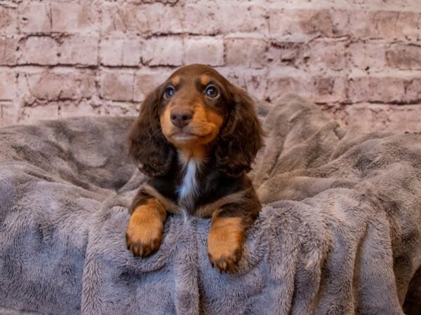 Dachshund- Available 3/16-DOG-Female-Chocolate and Tan-1018-PetCenter Old Bridge, New Jersey