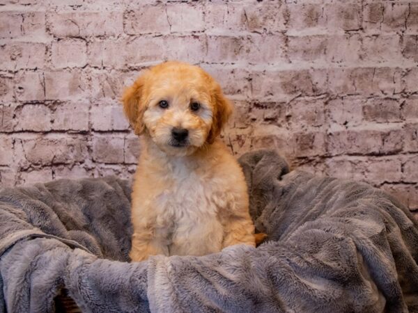 Mini Goldendoodle- Available 3/16-DOG-Male-Light Red-1027-PetCenter Old Bridge, New Jersey