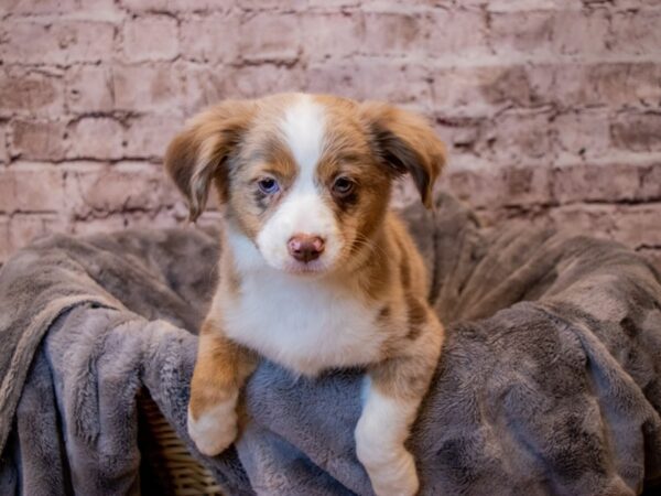 Miniature Australian Shepherd- Available 3/16-DOG-Female-Red Merle-1019-PetCenter Old Bridge, New Jersey