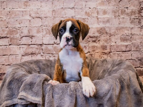 Boxer- Available 3/16-DOG-Male-Brindle-1040-PetCenter Old Bridge, New Jersey
