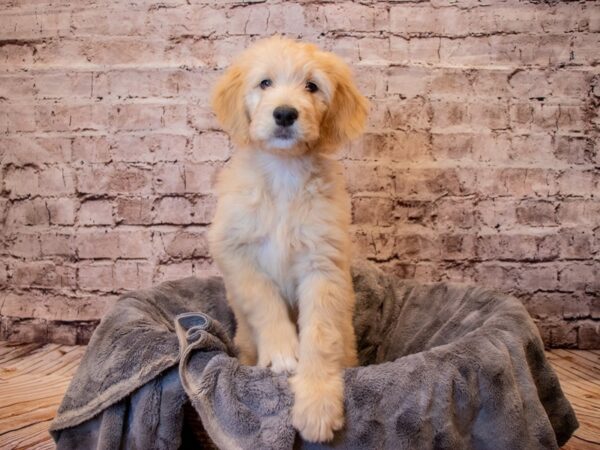 Goldendoodle- Available 3/16-DOG-Female-Golden-1035-PetCenter Old Bridge, New Jersey