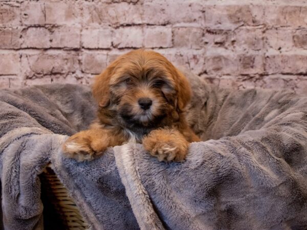 Teddy Bear- Available 3/16-DOG-Female-Blue-1033-PetCenter Old Bridge, New Jersey
