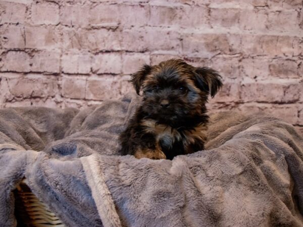 Yorkshire Terrier- Available 3/16-DOG-Male-Black and Tan-1031-PetCenter Old Bridge, New Jersey