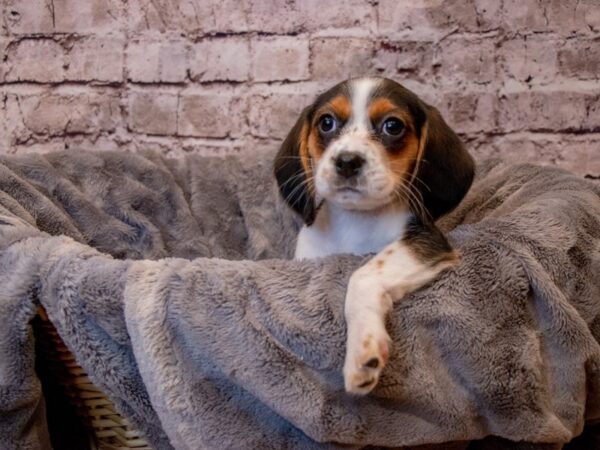 Beaglier- Available 3/16-DOG-Female-Black White and Brown-1039-PetCenter Old Bridge, New Jersey
