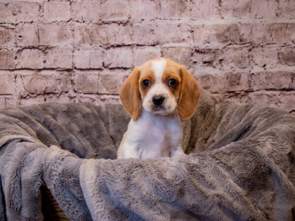 Beaglier- Available 3/16-DOG-Male-Lemon and White-1037-PetCenter Old Bridge, New Jersey