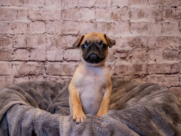 Pug- Available 3/16-DOG-Male-Fawn-1036-PetCenter Old Bridge, New Jersey