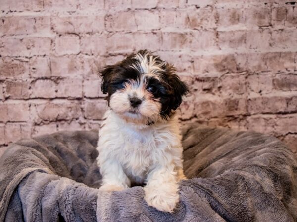Teddy Bear- Available 3/16-DOG-Female-Black Gold and White-1032-PetCenter Old Bridge, New Jersey