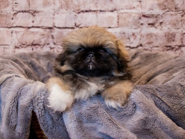Pekingese- Available 3/16-DOG-Male-Grey Sable-1041-PetCenter Old Bridge, New Jersey