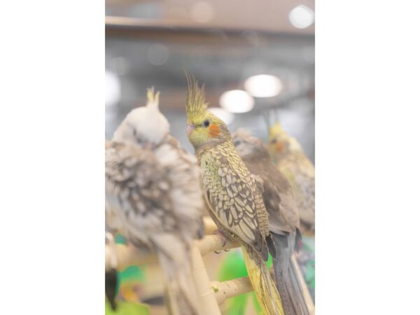 Cockatiel-BIRD---1052-PetCenter Old Bridge, New Jersey