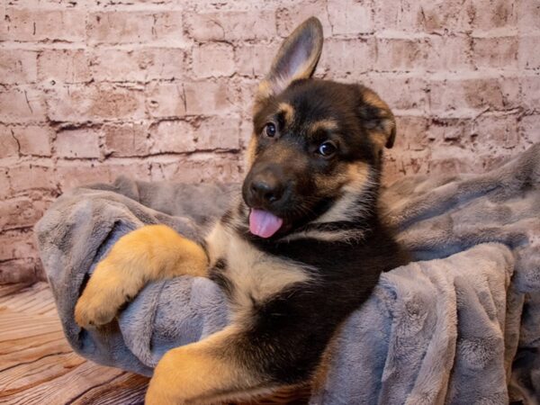 German Shepherd- Available 3/23-DOG-Male-Black / Red-1051-PetCenter Old Bridge, New Jersey