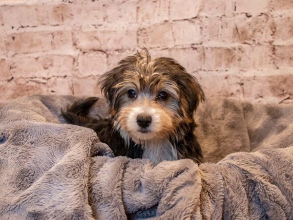 Morkie- Available 3/23-DOG-Female-Black and Tan-1068-PetCenter Old Bridge, New Jersey