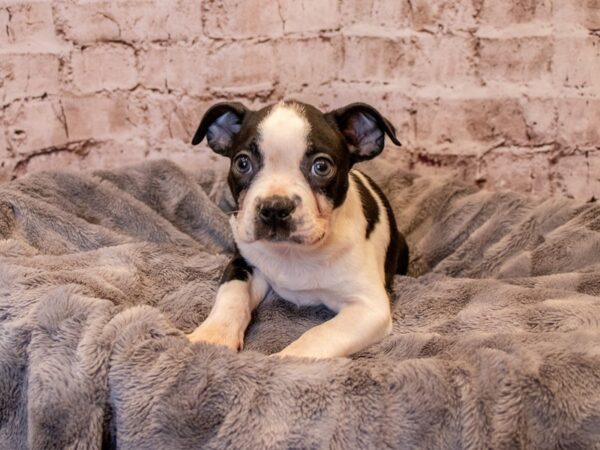 Boston Terrier- Available 3/23-DOG-Male-Black and White-1062-PetCenter Old Bridge, New Jersey