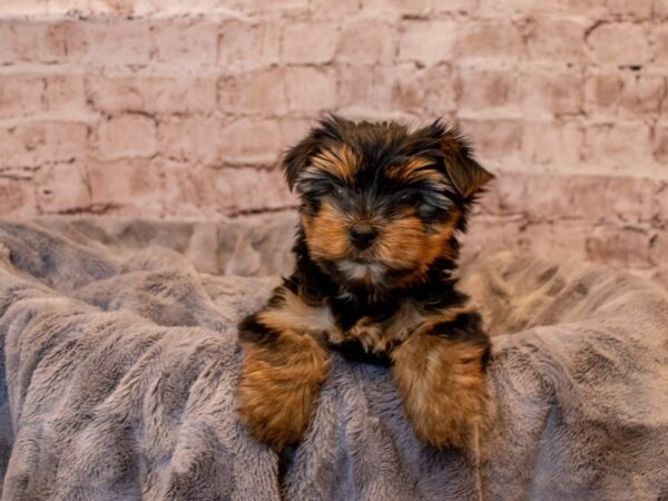 Yorkshire Terrier-DOG-Female-Black and Tan-1056-PetCenter Old Bridge, New Jersey