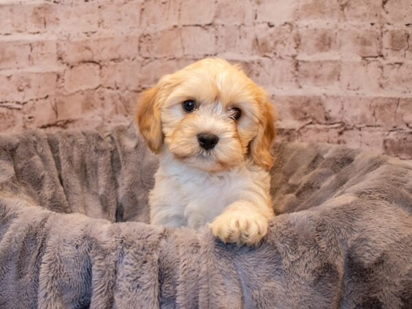 Cavachon- Available 3/23-DOG-Male-Cream-1059-PetCenter Old Bridge, New Jersey