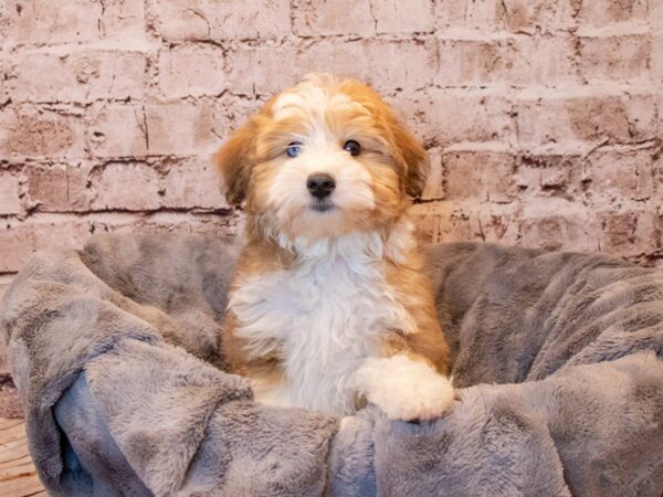 Mini Aussiedoodle-Available 3/23-DOG-Male-Red Sable-1055-PetCenter Old Bridge, New Jersey