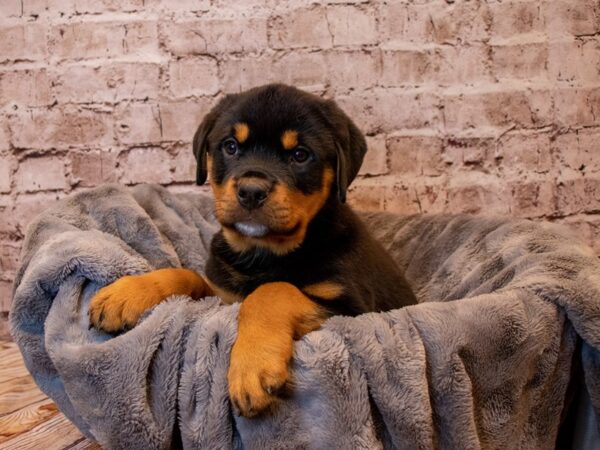Rottweiler- Available 3/23-DOG-Male-Black / Tan-1046-PetCenter Old Bridge, New Jersey