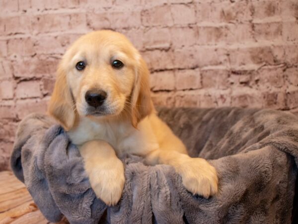 Golden Retriever- Available 3/23-DOG-Male-Golden-1048-PetCenter Old Bridge, New Jersey