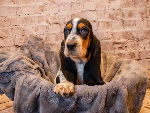 Basset Hound- Available 3/23-DOG-Male-Black Brown and White-1066-PetCenter Old Bridge, New Jersey