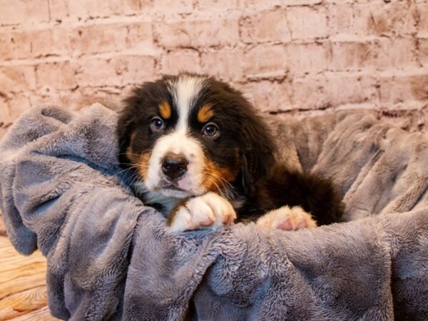 Bernese Mountain Dog- Available 3/23-DOG-Male-Black and Rust-1065-PetCenter Old Bridge, New Jersey