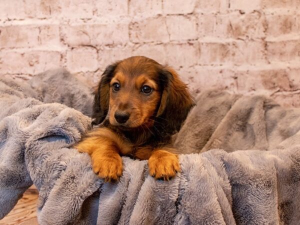 Dachshund- Available 3/23-DOG-Male-Wheaten-1061-PetCenter Old Bridge, New Jersey
