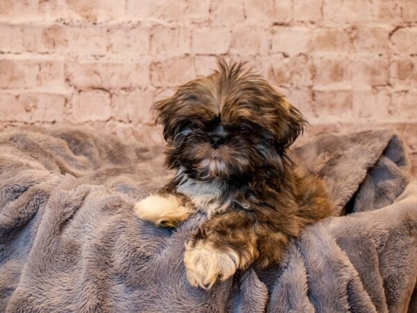 Shih Tzu- Available 3/23-DOG-Male-Silver and White-1067-PetCenter Old Bridge, New Jersey
