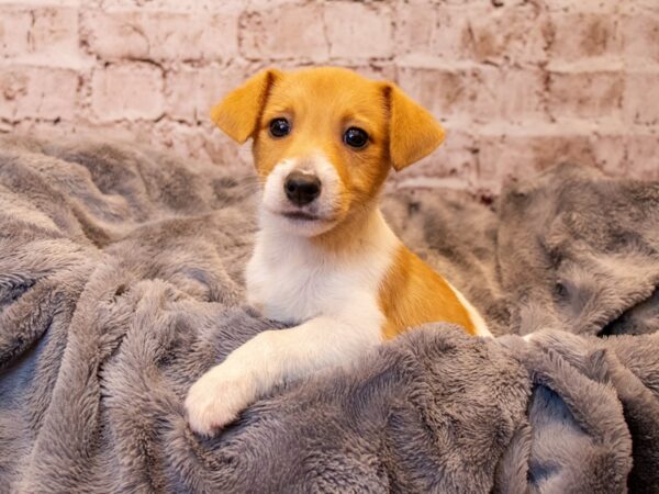 Jack Russell Terrier- Available 3/23-DOG-Male-White and Red-1057-PetCenter Old Bridge, New Jersey
