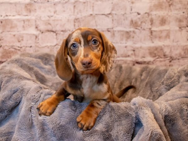 Dachshund- Available 3/23-DOG-Female-Chocolate-1049-PetCenter Old Bridge, New Jersey