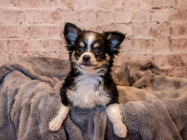 Chihuahua- Available 3/23-DOG-Male-Black / Tan-1050-PetCenter Old Bridge, New Jersey