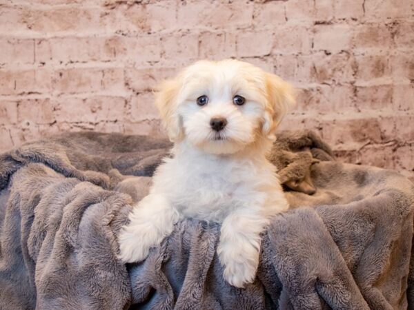Coton De Tulear- Available 3/23-DOG-Male-White / Cream-1042-PetCenter Old Bridge, New Jersey