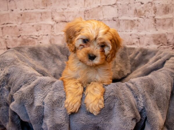 Cavapoo- Available 3/23-DOG-Male-Red-1060-PetCenter Old Bridge, New Jersey