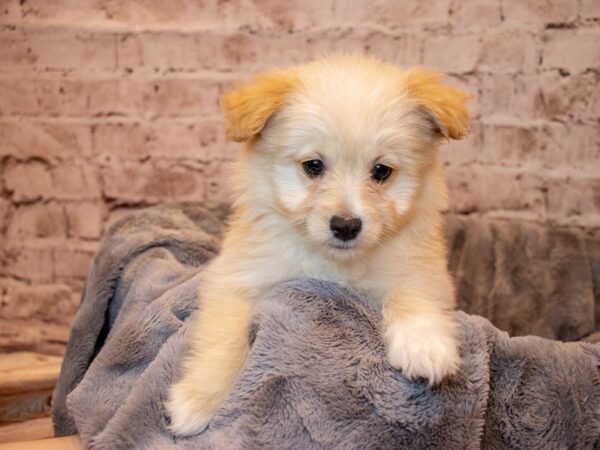 Eski-Poo- Available 3/23-DOG-Female-White-1069-PetCenter Old Bridge, New Jersey