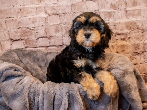 Cavapoo- Available 3/23-DOG-Female-Black and Tan-1058-PetCenter Old Bridge, New Jersey