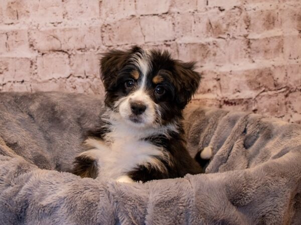 Mini Bernadoodle- Available 3/23-DOG-Female-Black Rust / White-1044-PetCenter Old Bridge, New Jersey