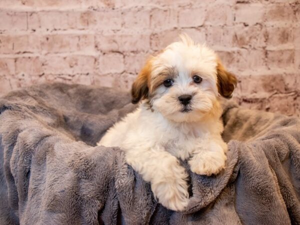 Teddy Bear- Available 3/23-DOG-Female-Chocolate / White-1045-PetCenter Old Bridge, New Jersey