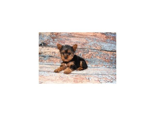 Yorkshire Terrier- Available 3/30-DOG-Female-Black and Tan-1081-PetCenter Old Bridge, New Jersey