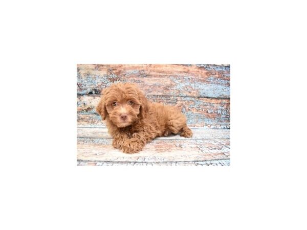 Aussiepoo- Available 3/30-DOG-Female-Brown and White-1084-PetCenter Old Bridge, New Jersey