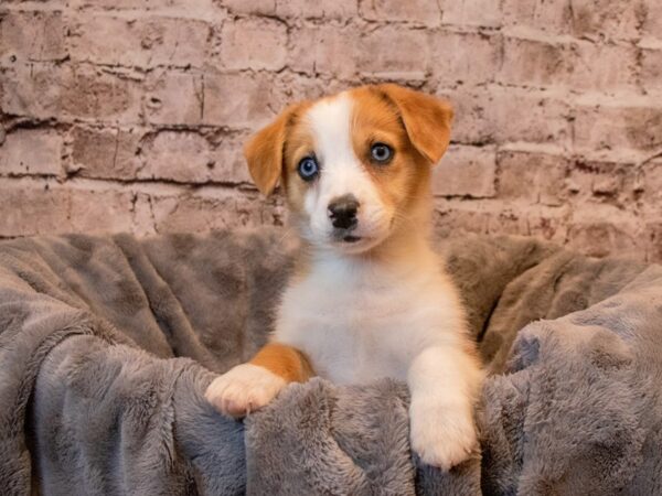 Auggie- Available 3/30-DOG-Female-Red and White-1091-PetCenter Old Bridge, New Jersey