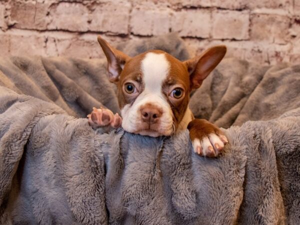 Boston Terrier- Available 3/30-DOG-Female-Seal and White-1090-PetCenter Old Bridge, New Jersey
