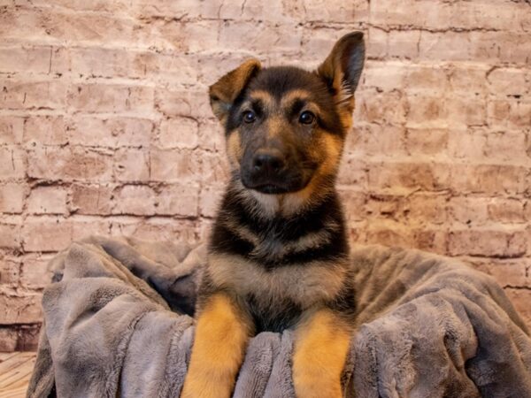 German Shepherd- Available 3/30-DOG-Female-Black / Tan-1078-PetCenter Old Bridge, New Jersey