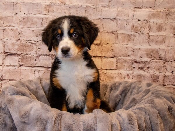 Bernese Mountain Dog- Available 3/30-DOG-Female-Black Tan and White-1080-PetCenter Old Bridge, New Jersey