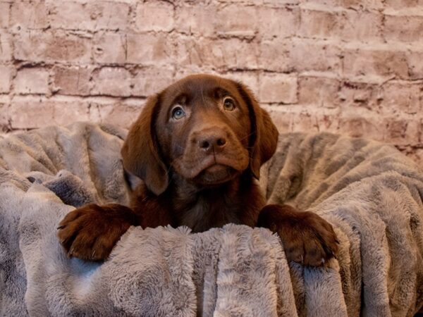 Labrador Retriever- Available 3/30-DOG-Male-Chocolate-1086-PetCenter Old Bridge, New Jersey