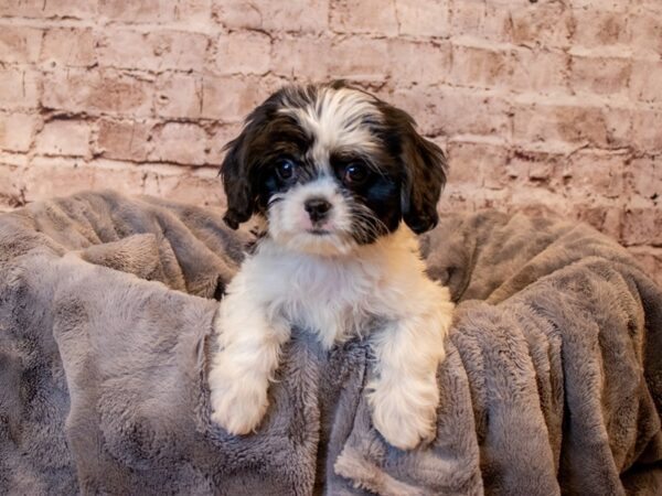 CavaTzu- Available 3/30-DOG-Female-Black / White-1074-PetCenter Old Bridge, New Jersey