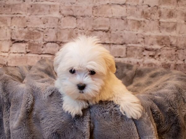 Maltese- Available 3/30-DOG-Male-White-1073-PetCenter Old Bridge, New Jersey