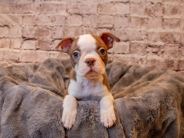 Boston Terrier- Available 3/30-DOG-Female-Red-1072-PetCenter Old Bridge, New Jersey