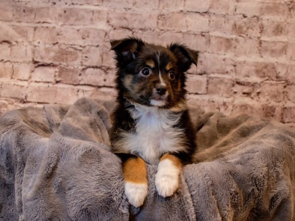 Miniature American Shepherd- Available 3/30-DOG-Female-Black White / Tan-1070-PetCenter Old Bridge, New Jersey