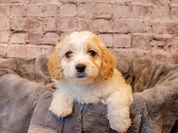 Cavachon- Available 3/30-DOG-Male-White and Apricot-1082-PetCenter Old Bridge, New Jersey